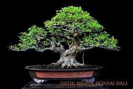 Inspirasi Bonsai Kimeng On The Rock